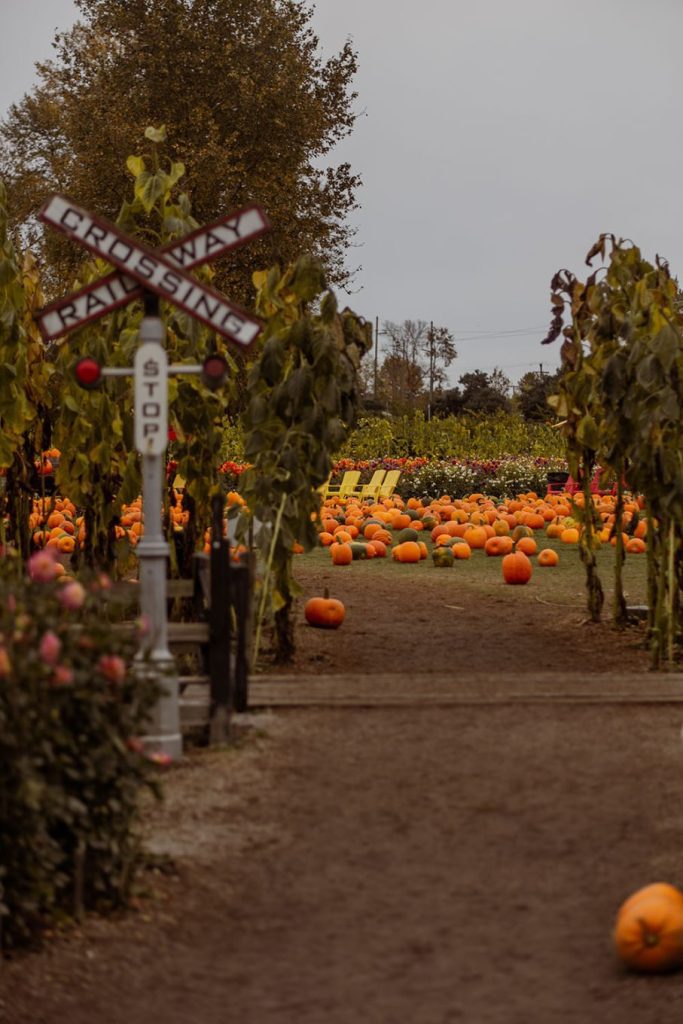 3 family-friendly farms in greater Vancouver with free gifts 10 3 family-friendly farms in greater Vancouver with free gifts Postcards from Hawaii Travel Lifestye Blog Lavenderland Richmond Country Farm Pumpkin Patch Krause Berry Farms