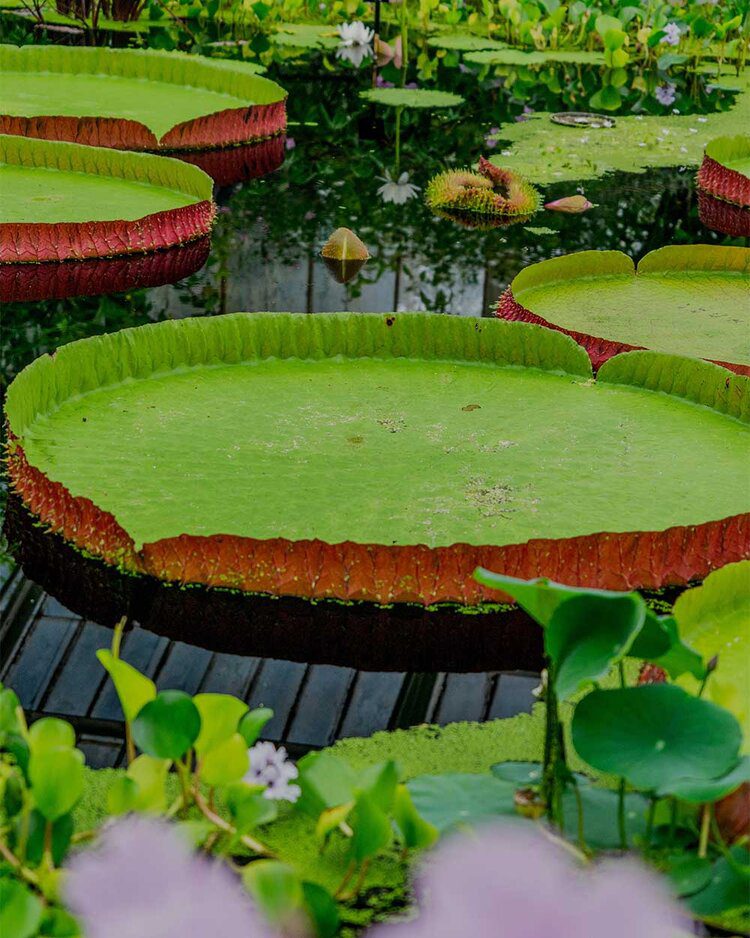 PFH 5 favourites: August 6 PFH5favouritesAugustPFHPostcardsfromHawaiiTravelBlogKewGardensRichmondRoyalBotanicalGardens 4
